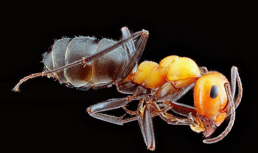 Ant Control service in Riverside, CA