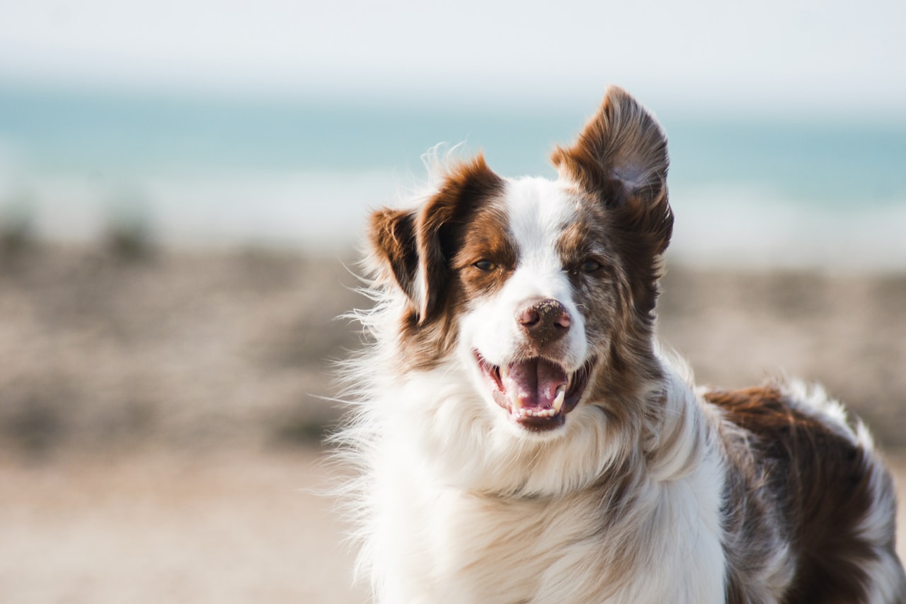 Flea & Tick Control service in Riverside, CA