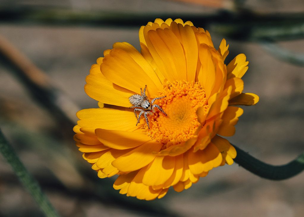 Spider Control service in Riverside, CA
